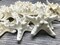 Starfish 24 white Knobby Starfish 3" to 4" for Crafts and Decor